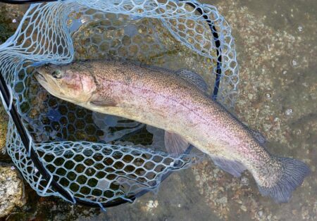 久しぶりのイトウ ～フィッシングパーク高島の泉～